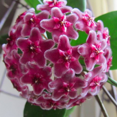 Flor rosa aveludada em cachos arredondados com folhas verdes