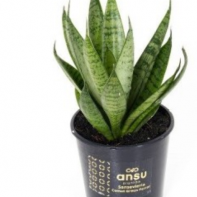 Planta Sansevieria em vaso preto com rótulo