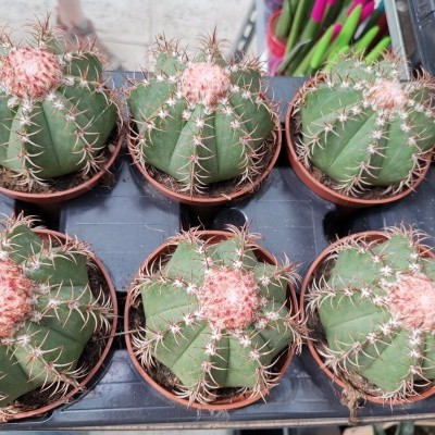 Sete pequenos cactos redondos em vasos castanhos com espinhos e protuberância cor-de-rosa no topo, numa bandeja preta.