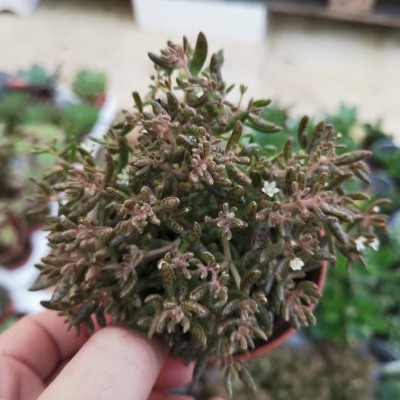 Planta suculenta em vaso pequeno com folhas verdes acastanhadas e flores brancas