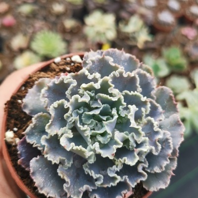 Suculenta em vaso terracota com folhas onduladas verdes e cinzentas
