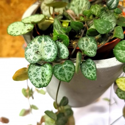 Planta Coração Partido em vaso branco com folhas verdes e padrão lustroso