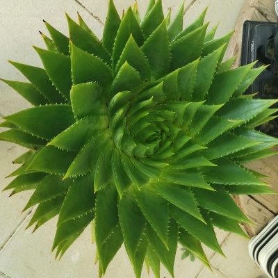 Planta suculenta verde em vaso preto sobre chão de azulejos claros