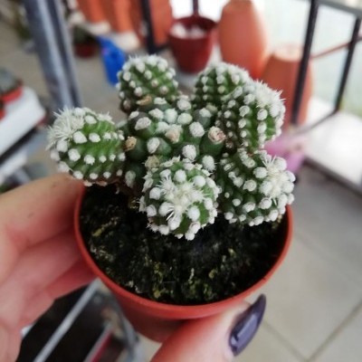 Cacto pequeno em vaso de plástico castanho segurado por mão com unhas pretas