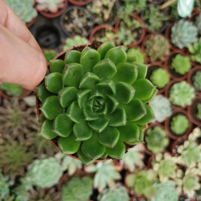 Planta suculenta verde em vaso pequeno segurada por mão, com várias suculentas desfocadas ao fundo.