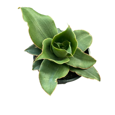 Planta suculenta verde com folhas largas e pontas douradas num vaso preto