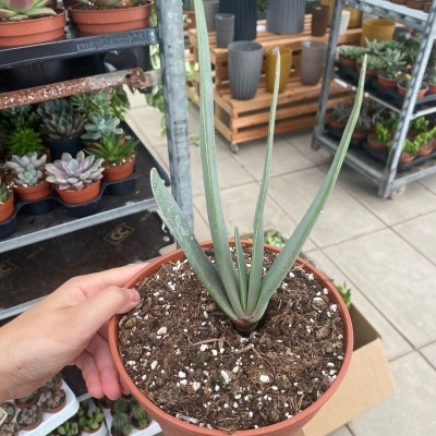 Pessoa segurando vaso de plástico com planta suculenta verde em loja de plantas