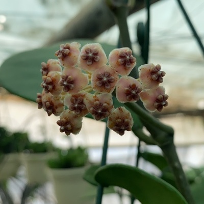 Flor de planta suculenta com flores rosa e centro castanho