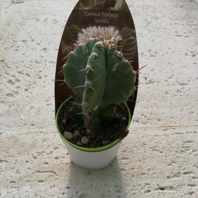 Cacto Cereus Fortesii em vaso branco pequeno com etiqueta