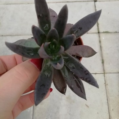 Gerânio suculento com folhas verdes escuras quase pretas