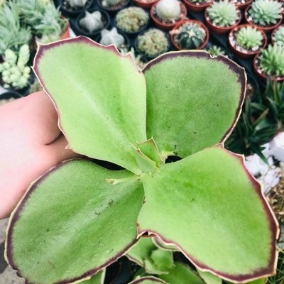 Planta suculenta com folhas verdes e bordas rosadas em vaso, com outras suculentas ao fundo