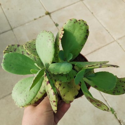 Planta suculenta de folhas verdes largas com manchas castanhas