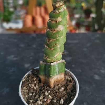Cacto verde com espinhos em vaso branco sobre superfície escura.