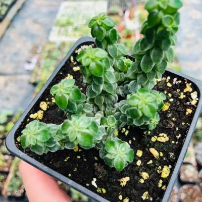 Planta suculenta verde em vaso preto numa estufa