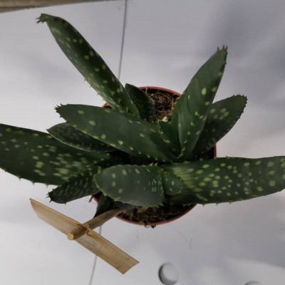 Planta suculenta verde com manchas claras numa planta em vaso castanho sobre fundo branco