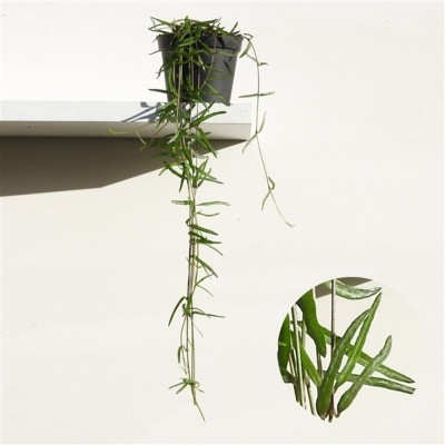 Planta pendente com folhas verdes em vaso preto contra parede branca