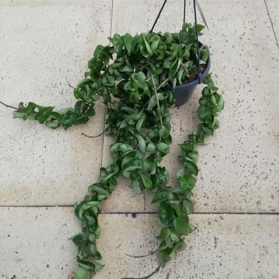 Planta pendente com folhas verdes em vaso preto suspenso sobre chão de pedra clara