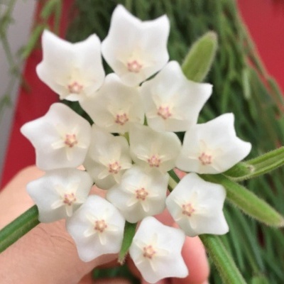 Flor branca em formato de estrela com centro rosa claro e folhas verdes ao fundo