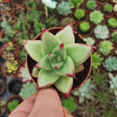 Planta suculenta verde com pontas vermelhas num vaso castanho segurado por uma mão num viveiro de plantas