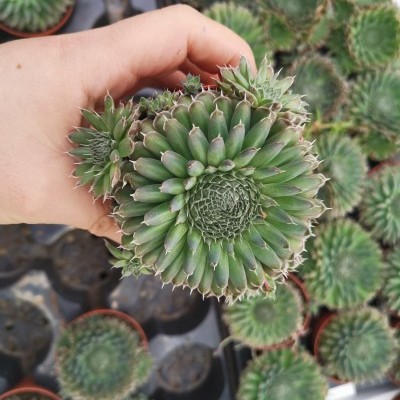 Planta suculenta verde em roseta compacta com pontas rosadas numa mão, várias suculentas em vasos no fundo