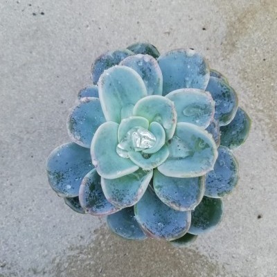 Planta suculenta Echeveria verde-azulada vista de cima