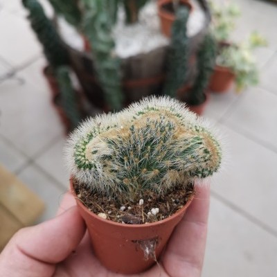 cacto pequeno em vaso castanho segurado por mão com fundo desfocado