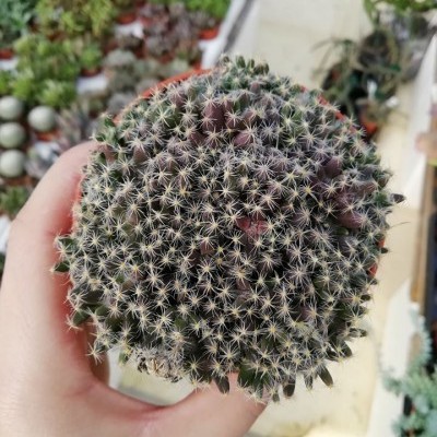 Cacto redondo com espinhos amarelos densos nas mãos com plantas ao fundo