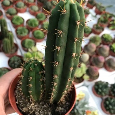 Cacto verde com espinhos amarelos em vaso castanho em mão, várias plantas ao fundo