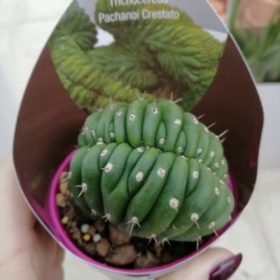 Cacto verde Trichocereus Pachanoi Crestato em vaso rosa, mostrado de perto