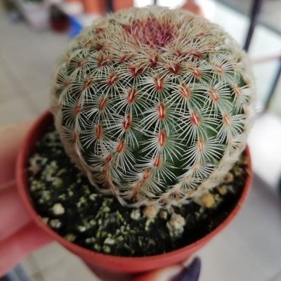 Cacto verde redondo com espinhos brancos e vermelhos num vaso castanho, segurado por mãos com unhas roxas