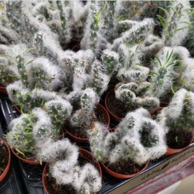 Cactos com pelos brancos em vasos castanhos numa caixa de cartão.