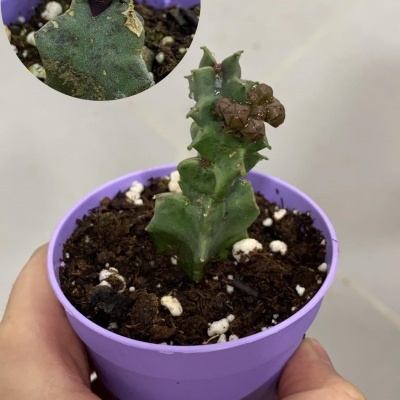 Planta suculenta verde com flores pequenas marrons em vaso roxo