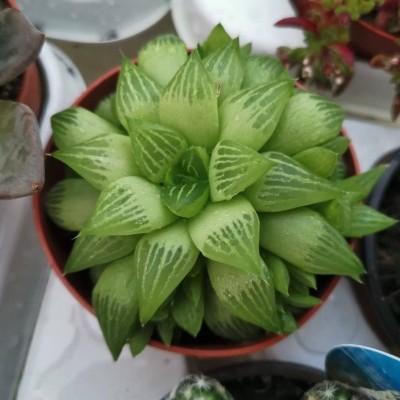 Planta suculenta verde com folhas carnudas num vaso castanho rodeada por outras plantas