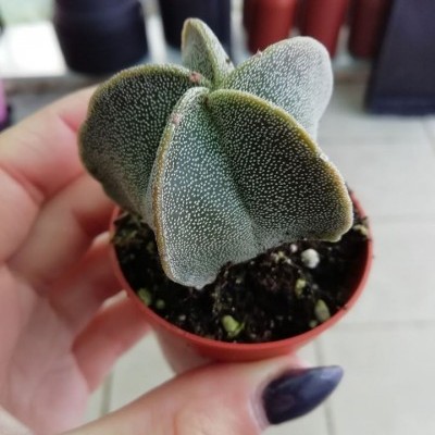 Planta suculenta verde com textura pontilhada branca em vaso castanho pequeno