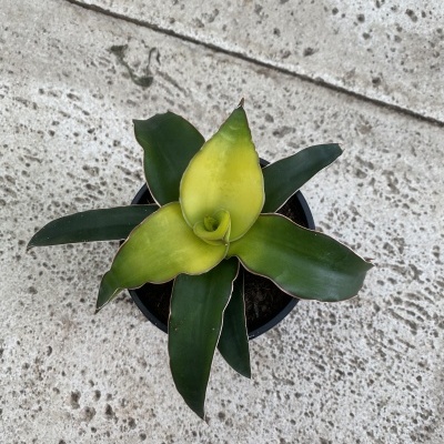 Planta suculenta com folhas verdes e amarelas em vaso preto sobre piso de cimento