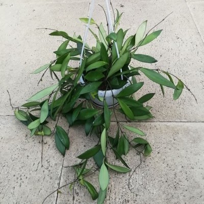 Planta pendente em vaso branco suspenso com folhas verdes sobre chão de azulejos claros