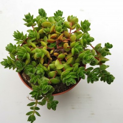 Planta suculenta verde em vaso pequeno