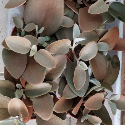 Plantas suculentas em vasos castanhos sobre chão de cimento