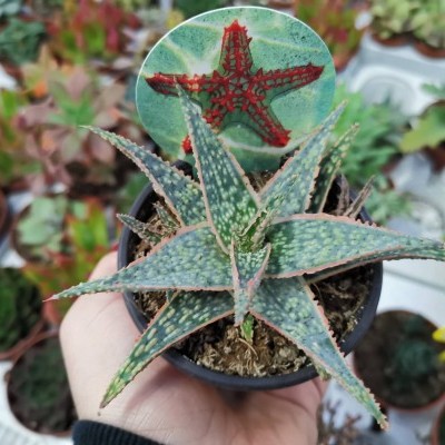 Planta suculenta verde com folhas pontiagudas e manchas claras num vaso preto com marcador de estrela-do-mar