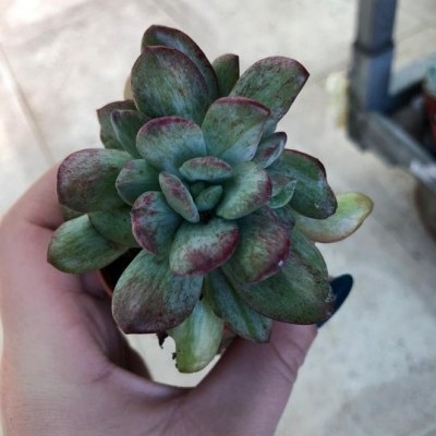 Suculenta com folhas verdes e vermelhas em vaso pequeno segurado por mão sobre chão de pedra