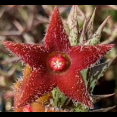 Flor vermelha em forma de estrela com pelos brancos e folhas espinhosas ao fundo