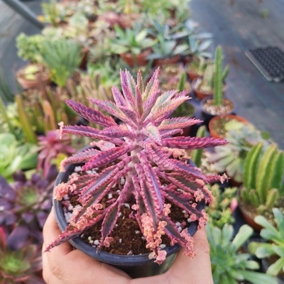 Suculenta púrpura em vaso preto numa mão com viveiro ao fundo