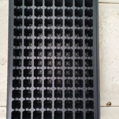 Tabuleiro plástico preto com múltiplas cavidades para germinação