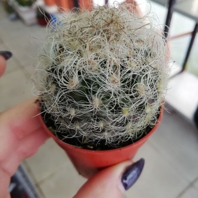 Cacto verde com espinhos brancos em vaso vermelho segurado por mão com unhas roxas