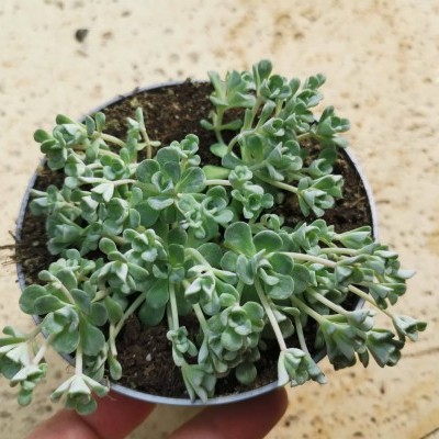 Planta suculenta em copo plástico branco, folhas verdes, fundo bege.