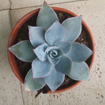 Planta suculenta azul esverdeada em vaso de barro sobre chão de ladrilhos claros