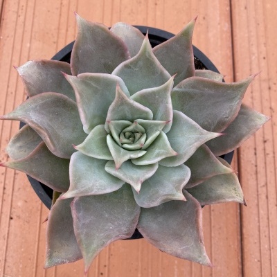 Planta suculenta verde em vaso preto sobre superfície cor de laranja claro