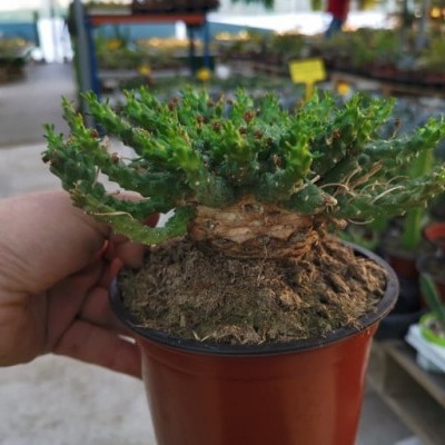 Planta suculenta com caule espesso em vaso castanho num viveiro
