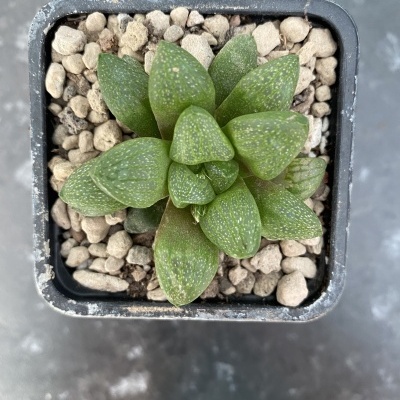 Planta suculenta verde com folhas pontilhadas em vaso quadrado preto sobre fundo cinzento
