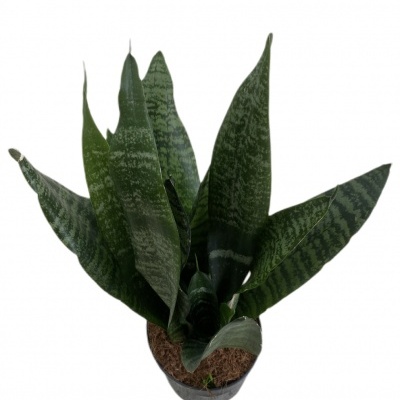 Planta Sansevieria verde em vaso preto